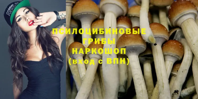 Псилоцибиновые грибы Psilocybine cubensis  OMG ТОР  Калтан 